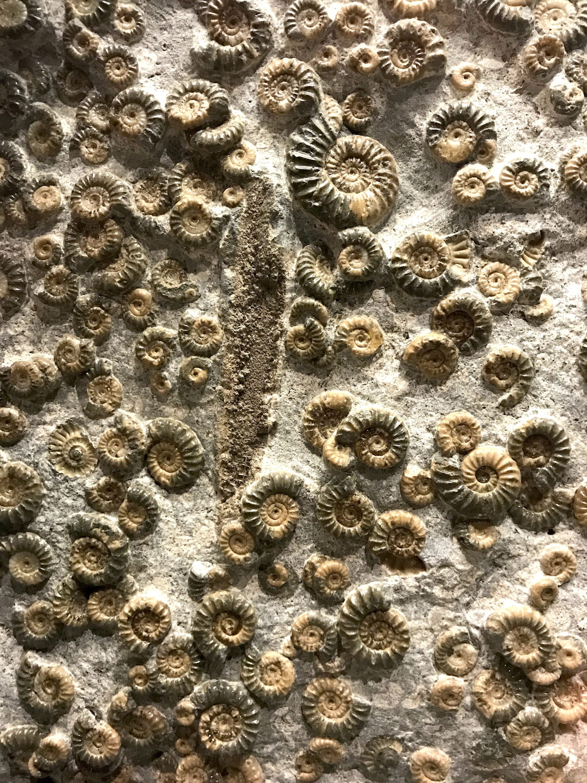 Fossil